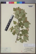Physocarpus intermedius image