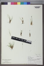 Carex nardina image