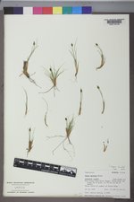 Carex nardina image