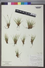 Carex nardina image