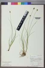 Carex hoodii image