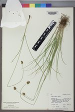 Carex hoodii image