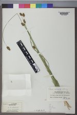 Carex hoodii image