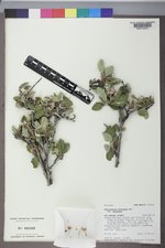 Cercocarpus montanus var. montanus image