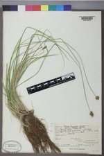 Carex hoodii image