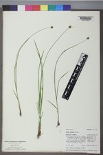 Carex hoodii image