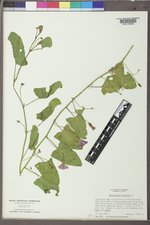 Convolvulus arvensis image