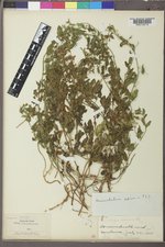 Convolvulus arvensis image