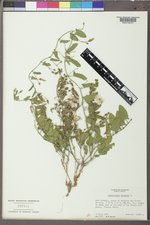 Convolvulus arvensis image