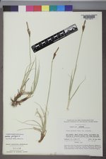 Carex parryana var. parryana image