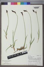 Carex paysonis image