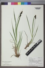 Carex paysonis image