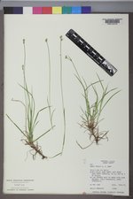 Carex peckii image