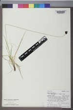 Carex nova var. pelocarpa image