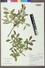 Salix scouleriana image