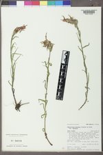 Castilleja miniata var. miniata image