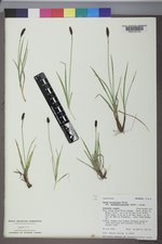 Carex scirpoidea var. pseudoscirpoidea image