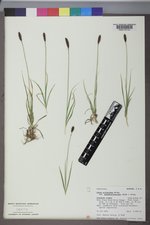 Carex scirpoidea image