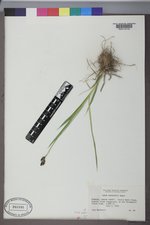 Carex raynoldsii image