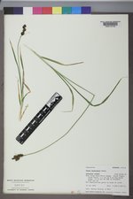 Carex raynoldsii image