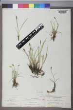 Carex praegracilis image