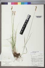 Carex petasata image