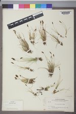 Carex pyrenaica image