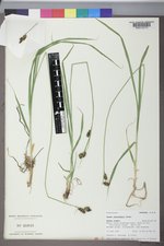 Carex raynoldsii image