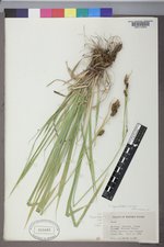 Carex raynoldsii image