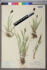 Carex raynoldsii image