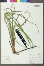 Carex vesicaria image