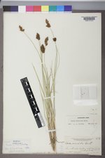 Carex simulata image