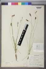 Carex simulata image