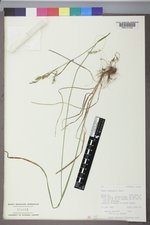 Carex sprengelii image