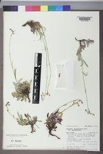 Penstemon secundiflorus subsp. secundiflorus image