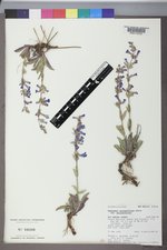 Penstemon secundiflorus subsp. secundiflorus image