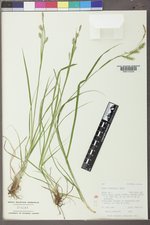 Carex sprengelii image