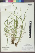 Carex sprengelii image