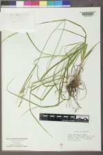 Carex sprengelii image