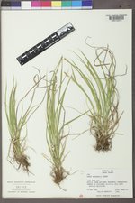 Carex sprengelii image