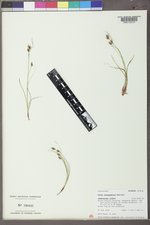 Carex duriuscula image