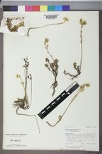 Sedum lanceolatum image