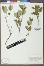 Shepherdia canadensis image