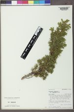 Juniperus communis var. depressa image