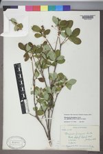 Rhododendron menziesii image