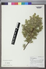 Juniperus communis var. depressa image