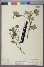 Rhododendron menziesii image