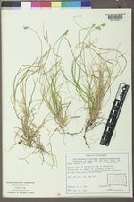 Carex peckii image