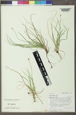 Carex peckii image