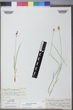 Carex siccata image